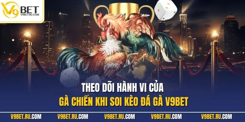 Theo dõi hành vi của gà chiến khi soi kèo đá gà V9BET